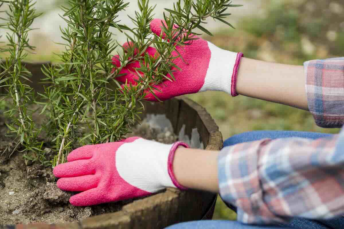 Rosemary